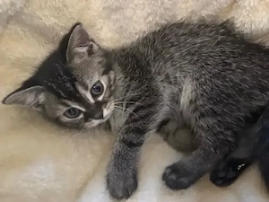 BKH-Bengal Mix Kitten