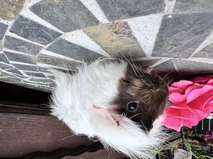 Meerschweinchen weiblich zur Abgabe 