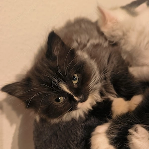 Türkisch Angora mix kitten
