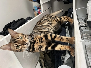 Bengal Katze Meduza Quinn sucht neues Zuhause 