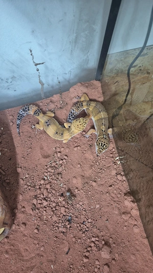 4 Leopardgecko Weibchen abzugeben  Bild 2