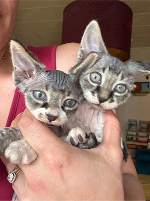 Velour Mix Kitten