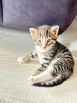 Baby Katzen  Bild 2