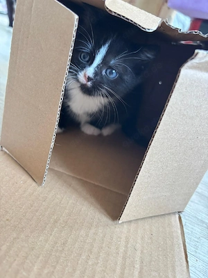 Baby Katzen 