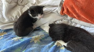 Baby Katzen  Bild 4