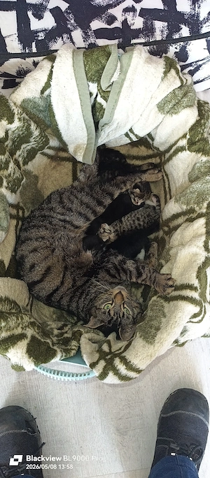 Baby Katzen  Bild 3