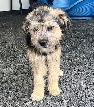 Betty   fröhliches Hundekind sucht ihre Familie