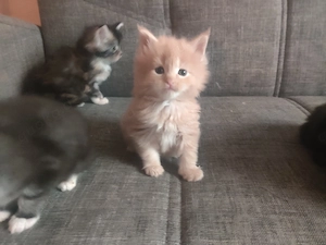  Wunderschöne Maine Coon Kitten suchen ein Zuhause Bild 9