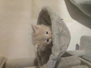  Wunderschöne Maine Coon Kitten suchen ein Zuhause Bild 7