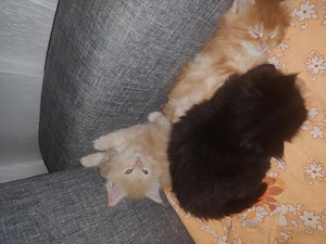  Wunderschöne Maine Coon Kitten suchen ein Zuhause Bild 10