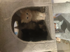  Wunderschöne Maine Coon Kitten suchen ein Zuhause Bild 6