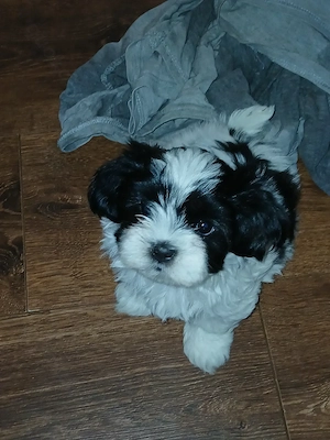 Havaneser Malteser Welpen Mix  Bild 4