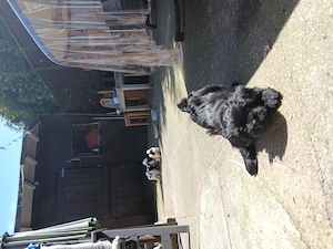 Havaneser Malteser Welpen Mix  Bild 5
