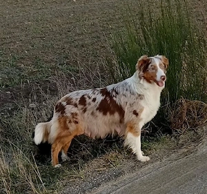 Australian Shepherd