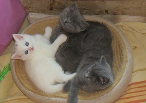 3 liebenswerte Kitten-Perser British Kurzhaar suchen ein neues zu Hause