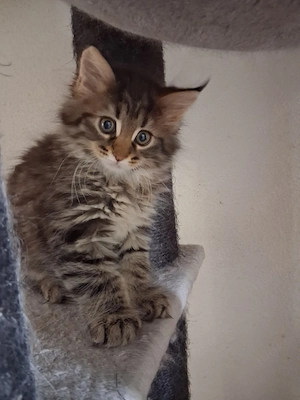 Maine Coon XL Kitten Grosse Jungs