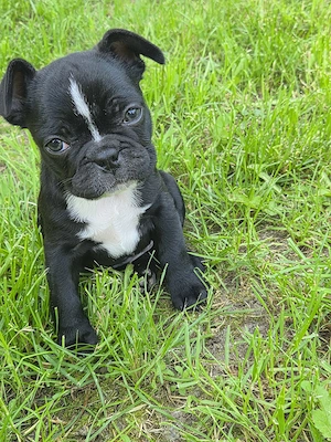 Französische Bulldogge Welpe