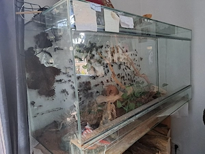 Leopardgeckos 