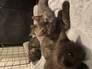 Maine Coon Kitten mix suchen neues Zuhause