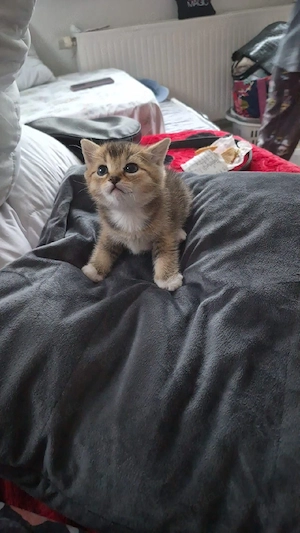 Bildschöne, reinrassige BKH Kitten   Katzenbabys  Abgabe ab Ende Juni
