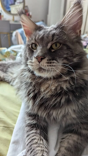 Maine coon deckkater 