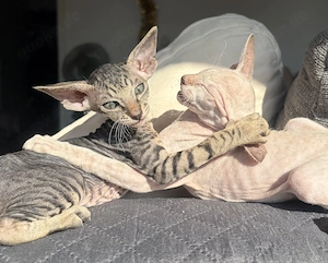 OKH-Orientalisch Kurzhaar, reinrassige Kitten, Peterbald.