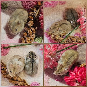 ** Handzahme Campbell Zwerghamster Babys ** Hamster Teddyhamster Goldhamster 