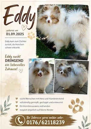 Typvoller Zwergspitz Pomeranian mit blauen Augen sucht tolles Zuhause