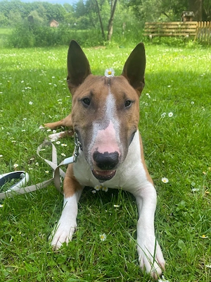 Miniatur Bullterrier Deckrüde ,(kein Verkauf!!)
