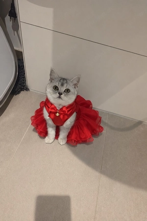 BKH katze 