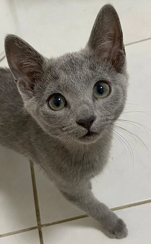 Russisch blau Kitten sucht ein neues zuhause 