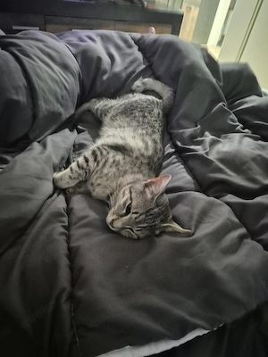 Hauskatze Weiblich 