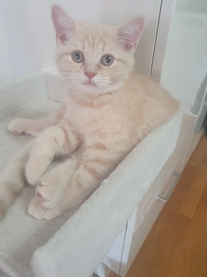 BKH Katzen 