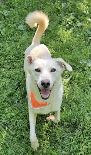 Fleur - fast verhungert, sucht nun ein liebevolles Zuhause!