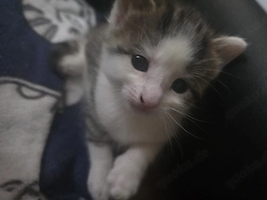 Katzenbabys