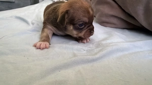 Drei Weibliche Reinrassige Chihuahua Welpen abzugeben
