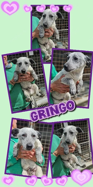 wunderschöner Welpenjunge "Gringo" sucht ein liebevolles Zuhause