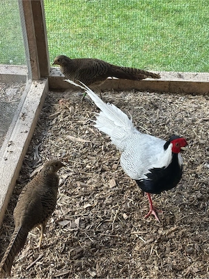 Silberfasan Pärchen