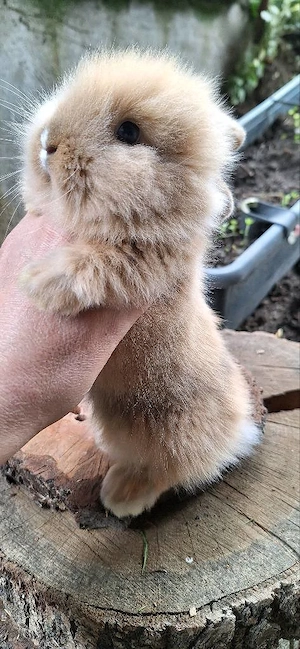 Hasen Zwergkaninchen Löwenkopf