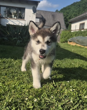 Alaskan Malamute mit Ahnentafel   Hündin