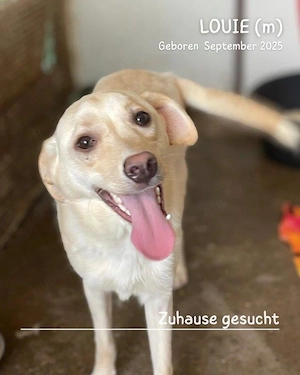 lebensfroher, lustiger, gute Laune pur Rüde"Louie" sucht ein liebevolles Zuhause Bild 9