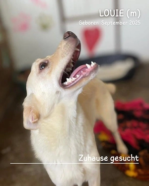 lebensfroher, lustiger, gute Laune pur Rüde"Louie" sucht ein liebevolles Zuhause Bild 4