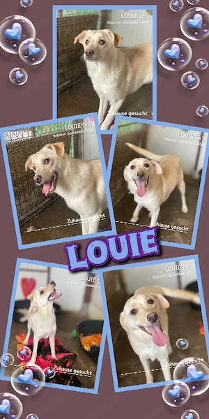 lebensfroher, lustiger, gute Laune pur Rüde"Louie" sucht ein liebevolles Zuhause