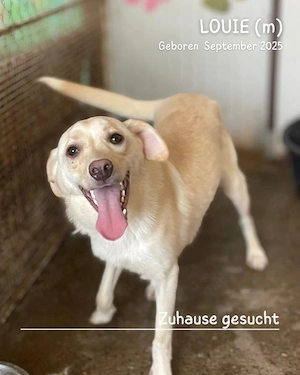 lebensfroher, lustiger, gute Laune pur Rüde"Louie" sucht ein liebevolles Zuhause Bild 3