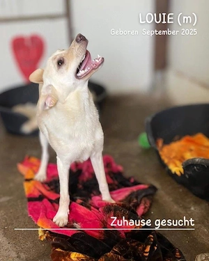 lebensfroher, lustiger, gute Laune pur Rüde"Louie" sucht ein liebevolles Zuhause Bild 2