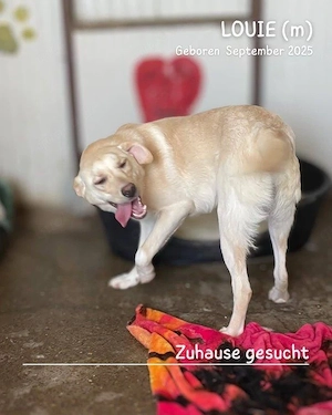 lebensfroher, lustiger, gute Laune pur Rüde"Louie" sucht ein liebevolles Zuhause Bild 7