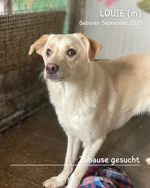 lebensfroher, lustiger, gute Laune pur Rüde"Louie" sucht ein liebevolles Zuhause Bild 5