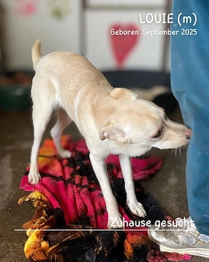 lebensfroher, lustiger, gute Laune pur Rüde"Louie" sucht ein liebevolles Zuhause Bild 8