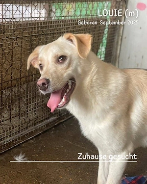 lebensfroher, lustiger, gute Laune pur Rüde"Louie" sucht ein liebevolles Zuhause Bild 6