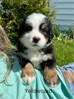 Berner Sennenhund Welpen   Liebevoll aufgezogen   Abgabe ab der 12. Lebenswoche